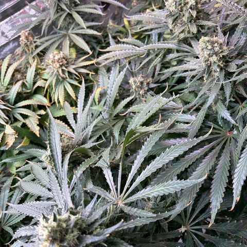 Strawberry cough #5 growlog timeline photo