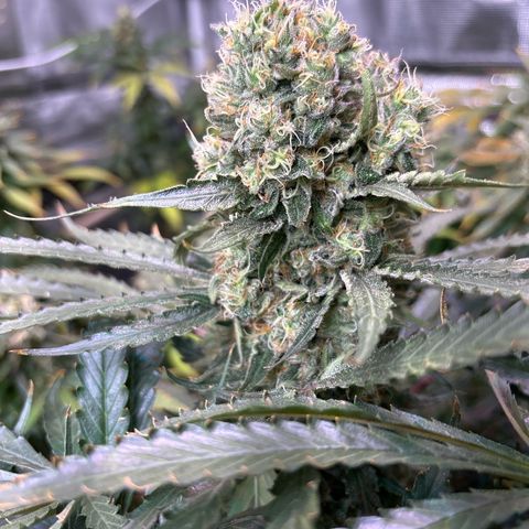 Strawberry cough #5 growlog timeline photo
