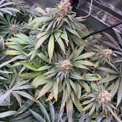 Strawberry cough #4 growlog timeline photo