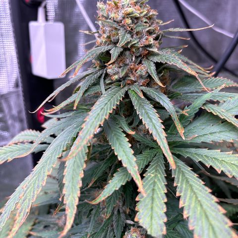Strawberry cough #4 growlog timeline photo