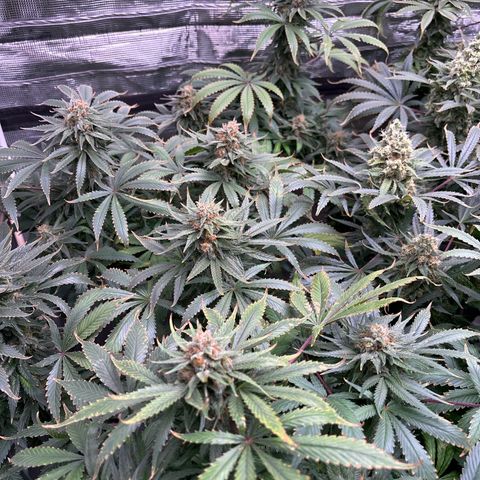 Strawberry Cough #1 growlog timeline photo