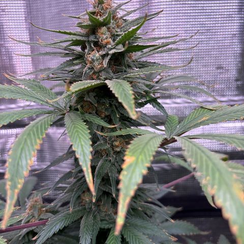 Strawberry Cough #1 growlog timeline photo