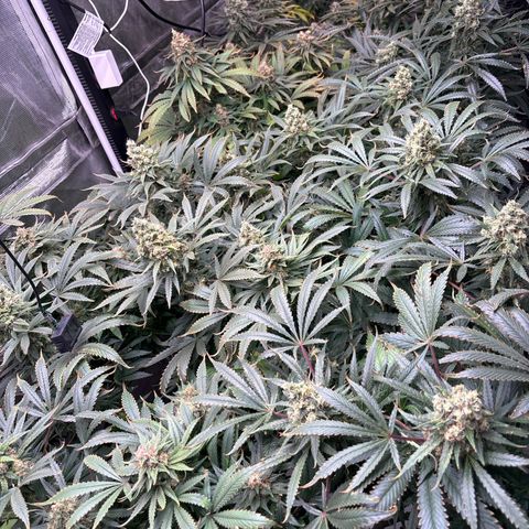 Strawberry cough #5 growlog timeline photo