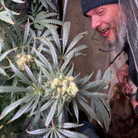 Strawberry cough #5 growlog timeline photo