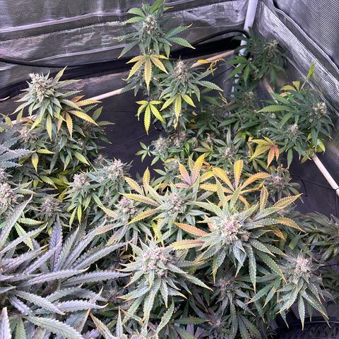 Strawberry Cough #3 growlog timeline photo