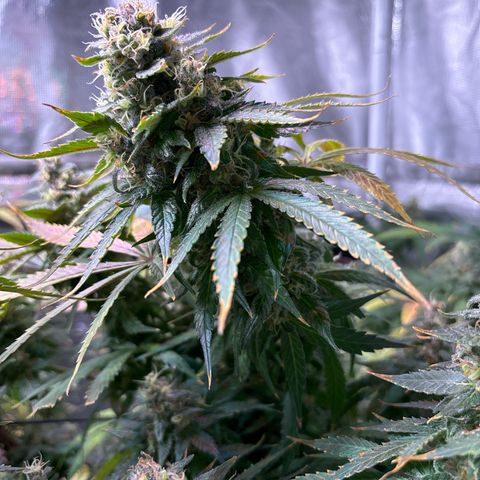 Strawberry Cough #3 growlog timeline photo