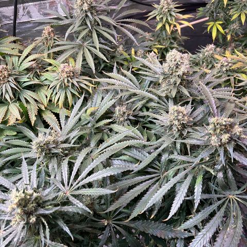Strawberry cough #5 growlog timeline photo
