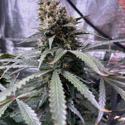 Strawberry cough #5 growlog timeline photo