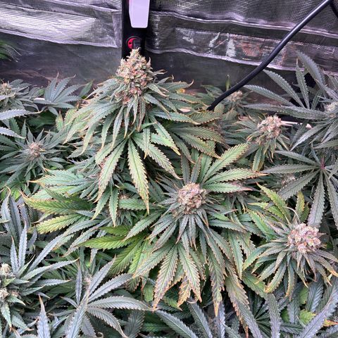 Strawberry cough #4 growlog timeline photo