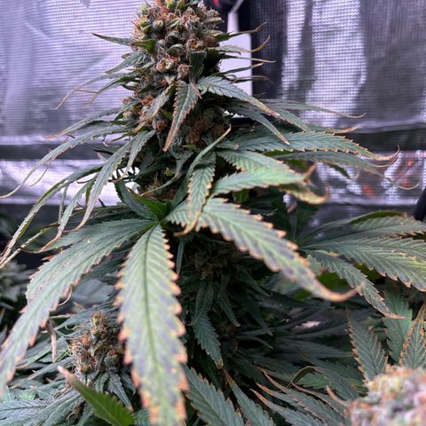 Strawberry cough #4 growlog timeline photo