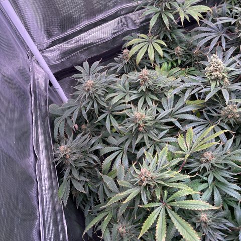 Strawberry Cough #1 growlog timeline photo