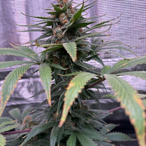 Strawberry Cough #1 growlog timeline photo