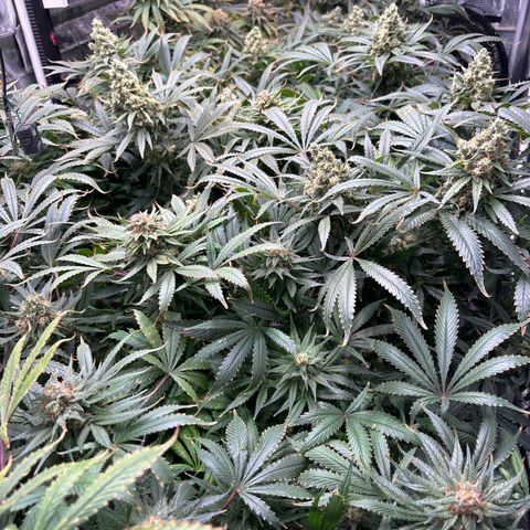 Strawberry cough #5 growlog timeline photo