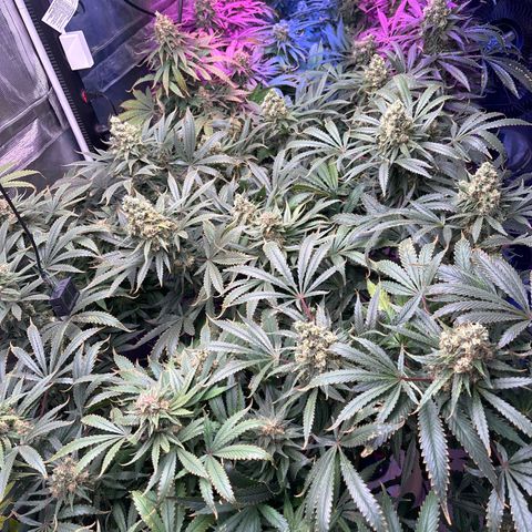 Strawberry cough #5 growlog timeline photo
