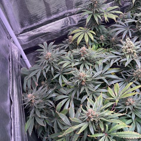 Strawberry Cough #1 growlog timeline photo