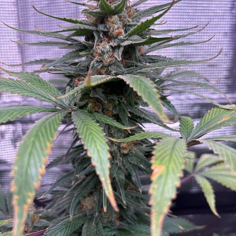 Strawberry Cough #1 growlog timeline photo