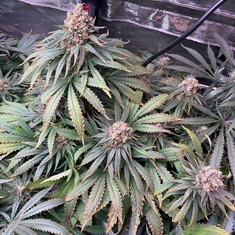 Strawberry cough #4 growlog timeline photo