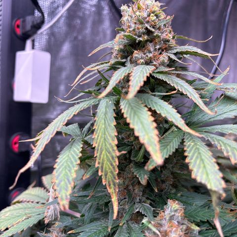 Strawberry cough #4 growlog timeline photo