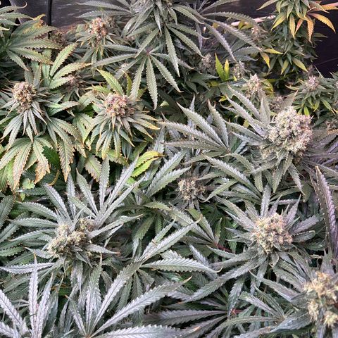Strawberry cough #5 growlog timeline photo