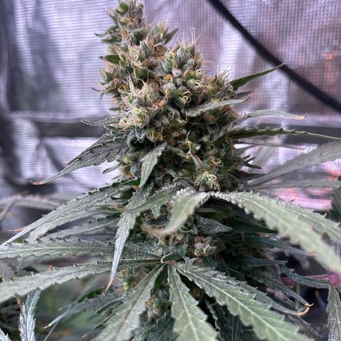 Strawberry cough #5 growlog timeline photo