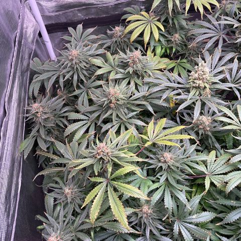 Strawberry Cough #1 growlog timeline photo