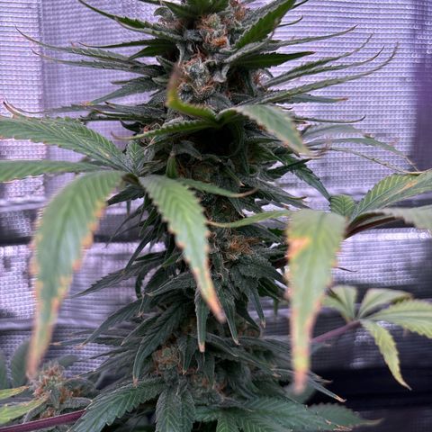 Strawberry Cough #1 growlog timeline photo