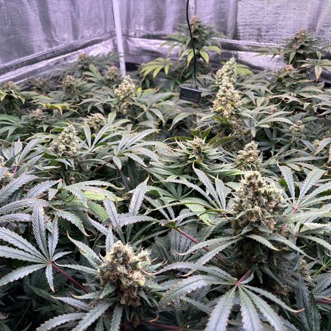 Strawberry cough #5 growlog timeline photo