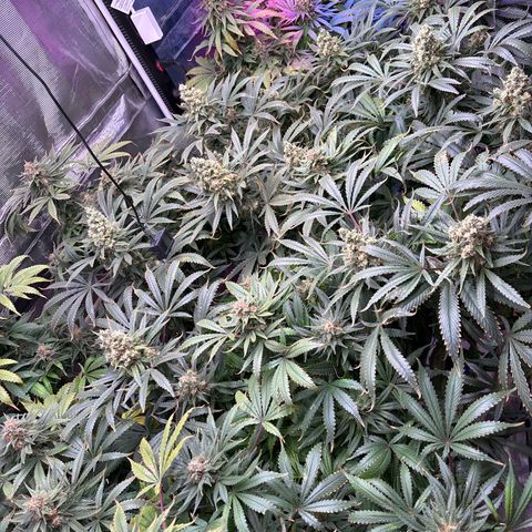 Strawberry cough #5 growlog timeline photo