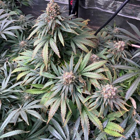 Strawberry cough #4 growlog timeline photo