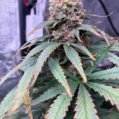 Strawberry cough #4 growlog timeline photo