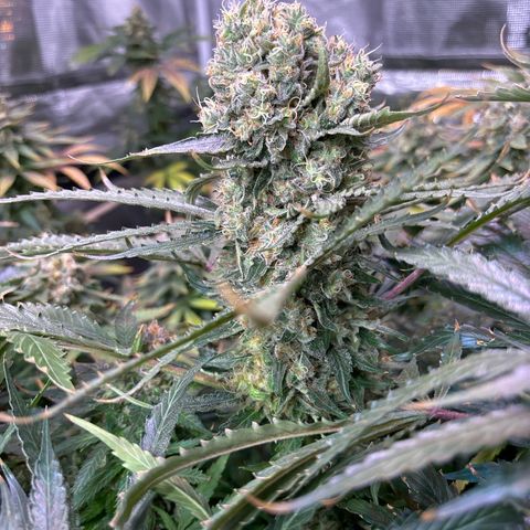 Strawberry cough #5 growlog timeline photo