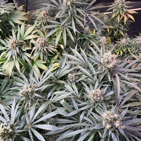 Strawberry cough #5 growlog timeline photo