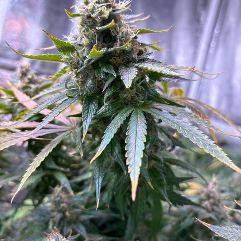 Strawberry Cough #3 growlog photo: Really crapping out now. Stems are purple. With the other plant in this channel also having issues but not as many I wonder what’s up. 