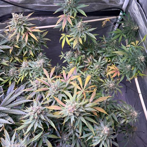 Strawberry Cough #3 growlog photo: Really crapping out now. Stems are purple. With the other plant in this channel also having issues but not as many I wonder what’s up. 