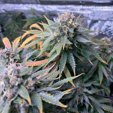Strawberry Cough #3 growlog photo: Really crapping out now. Stems are purple. With the other plant in this channel also having issues but not as many I wonder what’s up. 