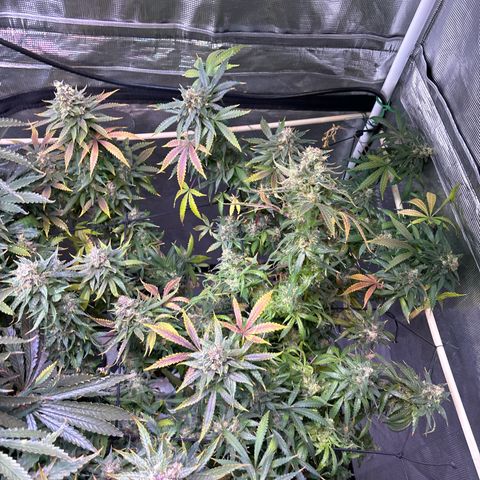 Strawberry Cough #3 growlog photo: Stems are weak. Vikings purple and gold leaves. Skol. I will take samples from this one. 