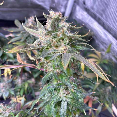Strawberry Cough #3 growlog photo: Stems are weak. Vikings purple and gold leaves. Skol. I will take samples from this one. 