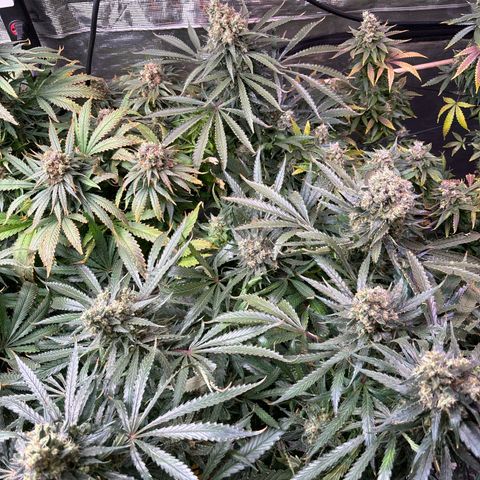 Strawberry cough #5 growlog timeline photo