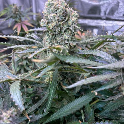 Strawberry cough #5 growlog timeline photo