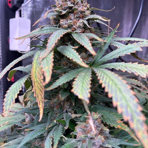 Strawberry cough #4 growlog timeline photo