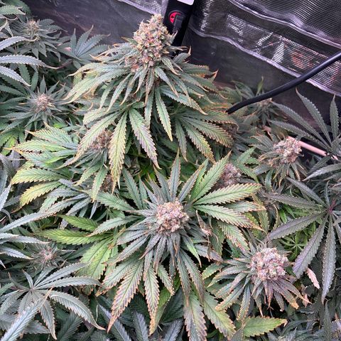 Strawberry cough #4 growlog timeline photo