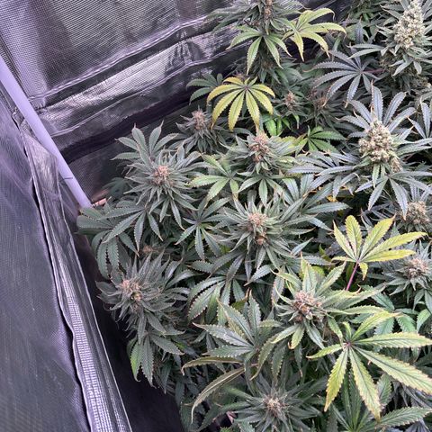 Strawberry Cough #1 growlog timeline photo