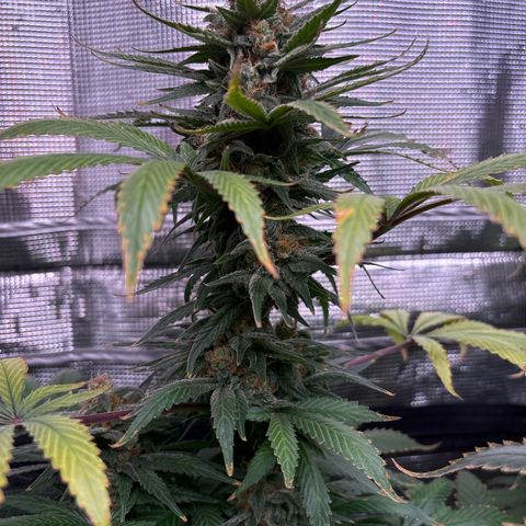 Strawberry Cough #1 growlog timeline photo