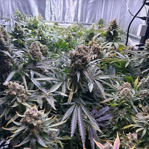 Strawberry cough #5 growlog timeline photo