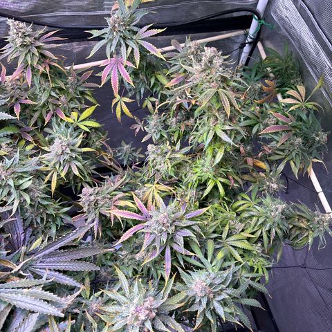 Strawberry Cough #3 growlog timeline photo