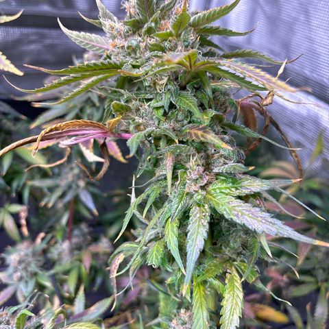 Strawberry Cough #3 growlog timeline photo