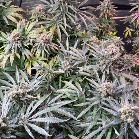 Strawberry cough #5 growlog timeline photo