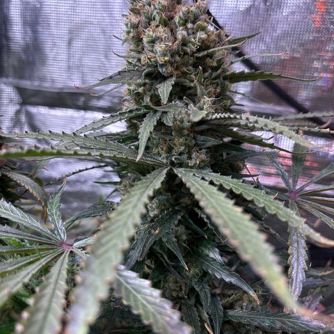 Strawberry cough #5 growlog timeline photo