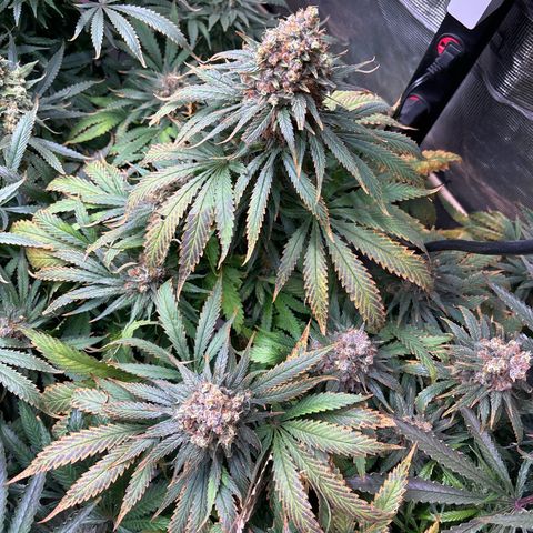 Strawberry cough #4 growlog timeline photo