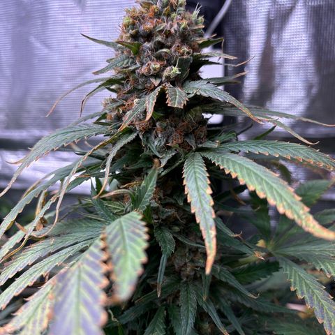 Strawberry cough #4 growlog timeline photo